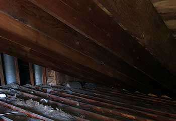 Rodent Proofing in Cornell | Attic Cleaning Thousand Oaks