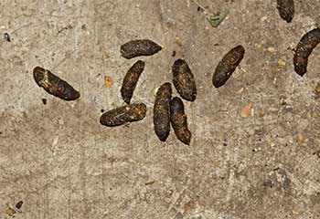 Rodent Proofing | Attic Cleaning Thousand Oaks, CA Rodent Proofing | Attic Cleaning Thousand Oaks, CA