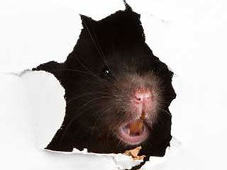 Rodent Proofing Service | Attic Cleaning Thousand Oaks, CA Rodent Proofing Service | Attic Cleaning Thousand Oaks, CA